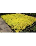 Sedum rupestre Angelina